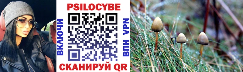 omg ссылка  цена   Новомосковск  Псилоцибиновые грибы MAGIC MUSHROOMS 